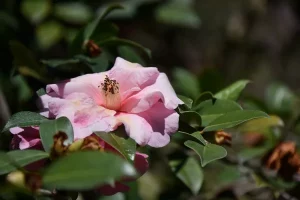 Yunnan Camellia