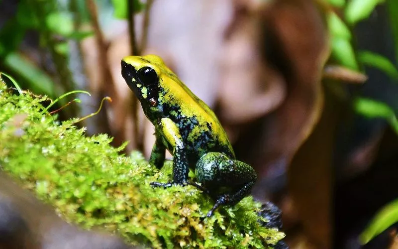 Black-legged Poison Dart Frog