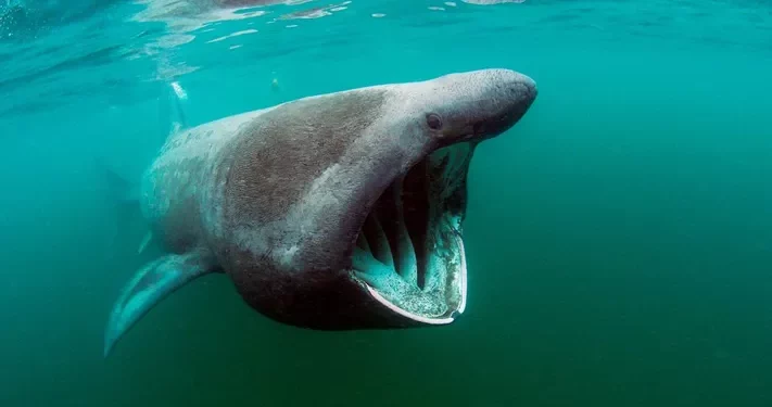Top 10 Biggest Biggest Shark in the World
